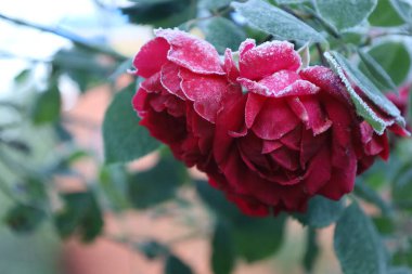 Close-up of two red roses covered with frost. Petals sparkle with silver ice crystals, and the leaves are also frosted. The blurred blue-green background conveys a cold winter atmosphere.