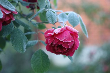 Two frozen red roses with ice crystals on petals and leaves. The blurred blue-green background enhances a calm, wintery mood.