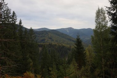 Autumn mountains: conifer forests in foreground, colorful foliage, peaceful and scenic atmosphere.