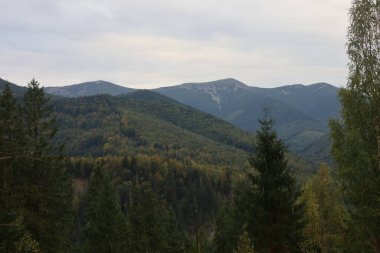 Autumn mountains: conifer forests in foreground, colorful foliage, peaceful and scenic atmosphere.