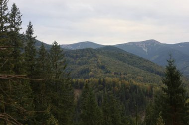 Autumn mountains: conifer forests in foreground, colorful foliage, peaceful and scenic atmosphere.