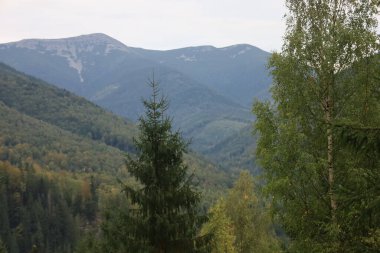 Carpathian mountain landscape: large green spruce, birch with yellow-green leaves, forested slopes and high mountains with rocky peaks.