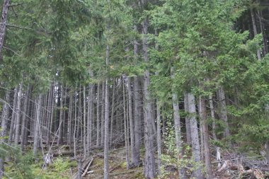 Spruce forest with tightly packed trees, fallen branches and needles on ground, soft natural light filtering through canopy.