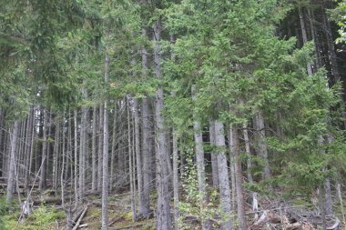 Dense spruce forest with fallen branches, soft light filtering through trees, creating a mystical atmosphere.