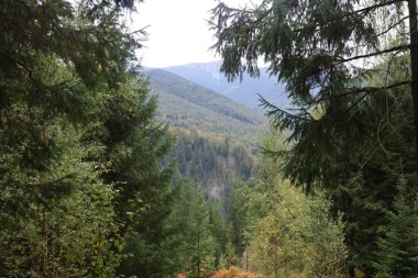 Autumn dry forest: coniferous and deciduous trees, dense forest on hillside, light fog over treetops.