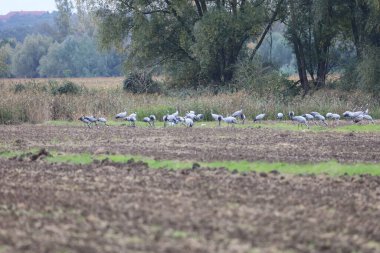 Dozens of gray cranes gather on field before migration. Autumn landscape, forest in background, peaceful nature scene.