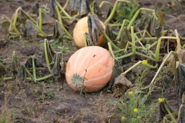 Pumpkin on garden soil among wilted leaves and stems in focus, another pumpkin in background.