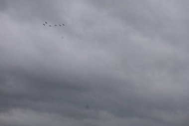 Bulutlu gökyüzünde V şeklinde uçan bir kuş sürüsü. Gri bulutlar sakin ve doğal bir zemin oluşturur.