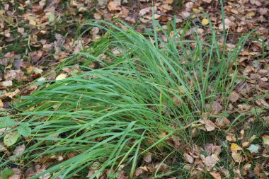 Brown-capped forest fungus with a strong white stalk surrounded by moss and grass, showing texture and natural forest beauty.