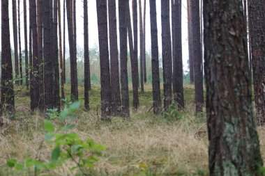 Dense pine trees with forest floor of grass and moss, natural autumn and summer atmosphere.