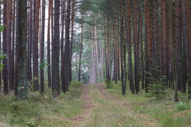 Forest trail surrounded by tall pines and white-barked birches, grass, and bushes. Path leads into the forest depth.