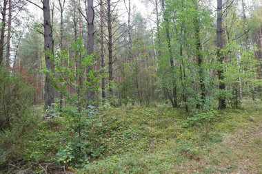 Forest area with moss-covered ground and low plants. Mixed trees create depth and dense forest atmosphere.