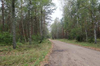Path in pine and birch forest with grass and low bushes, creating depth and forest perspective.