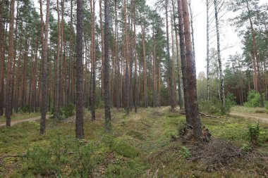 Pine forest with birches, moss, and shrubs. A trail leads into the woods, creating a peaceful, serene atmosphere.