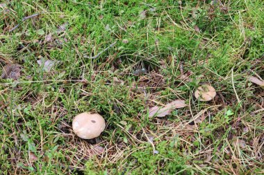 Forest clearing with moss and dry leaves, featuring light-capped mushrooms growing on the ground.