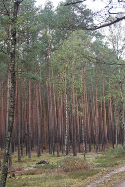Forest landscape with three trees in foreground two birches and one pine, dense mixed forest and dry grass in background.