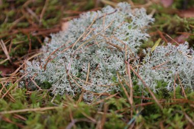 Light reindeer moss growing among dry pine needles and green moss. Focus on moss cluster with blurred background.
