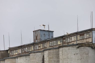 Two large white swans fly against a cloudy sky, one in front, the other behind, part of a blue building visible below.