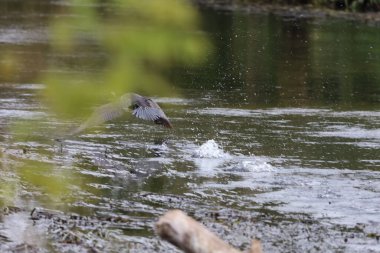 Cormorants flying over water. Foreground bird blurred, background bird taking off, showing motion and natural setting.