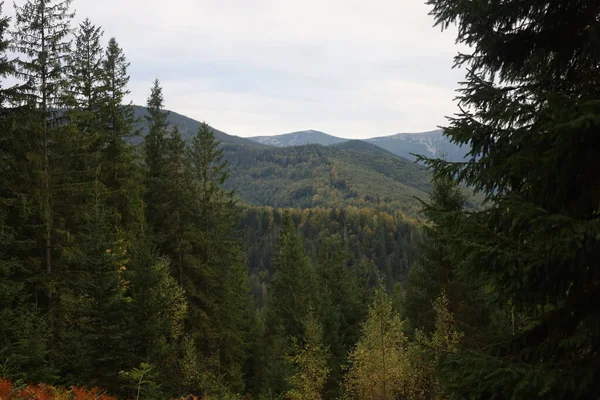 Autumn mountain landscape with dense conifer forest, yellowing leaves, and Dovbushanka peak in background.