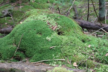 Düşen dallar ve ağaç gövdeleriyle çevrili ormandaki yoğun yeşil yosunlarla kaplı büyük yuvarlak tepe..