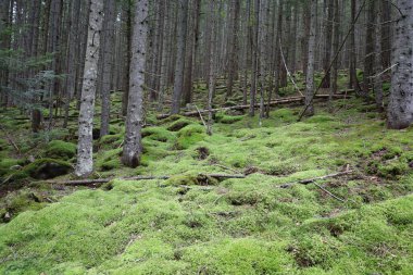Conifer forest with tall trees, fallen trunks, and bright green moss covering the forest floor, creating calm natural atmosphere.