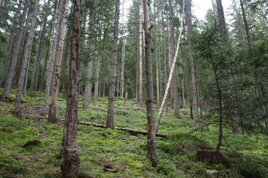 Uzun ağaçlı orman, bazıları kuru, yerler kalın yeşil yosun, çimen ve bitkilerle kaplı, gölgeli ve sakin bir atmosfer yaratıyor..