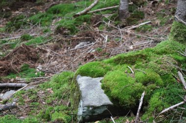 Gri orman kayaları canlı yeşil yosunlarla kaplıdır. Yakınlarda küçük bitkiler ve düşen yapraklar sakin, doğal bir orman manzarası yaratır..