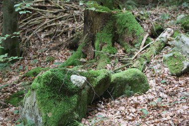 Yaşlı ağaç kütüğü ve parlak yosunlarla kaplı büyük kayalar. Toprak kuru yapraklar ve dallarla dağılmış, arka planda devrilmiş ağaçlar ve çalılarla..