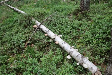Yosun ve küçük orman bitkileriyle çevrili çoklu gözenekli mantarlarla kaplı düşmüş huş ağacı kütüğü..