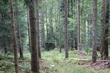 Ağaç gövdeleri sıralanmış orman manzarası. Yosun, çimen ve düşen yapraklar toprağı kaplar. Güneş ışığı ağaçlara nüfuz eder, parlak, doğal bir atmosfer yaratır..