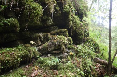 Ormandaki kayalık yosun, küçük yapraklar ve dallarla kaplı. Yumuşak, nemli dokular vahşi doğayı ve zengin yeşil tonları vurgular.