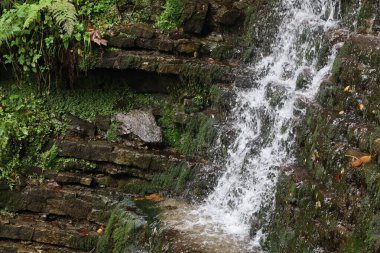 Şelale katmanlı kayaların üzerinden akar ve beyaz köpük oluşturur. Çevreleyen yosun, eğreltiotu ve yeşil bitki örtüsü doğal orman manzarasını ön plana çıkarır.