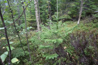 Orman bitkileri arasında sık tacı olan genç bir çam ağacı. Yumuşak ışık, sonbahar ormanlarını sakinleştirir..