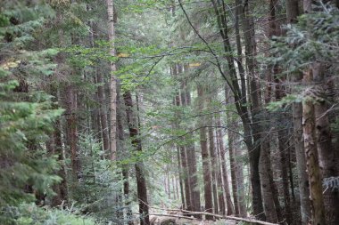Dense mixed forest with tall trees and soft diffused sunlight filtering through the branches.