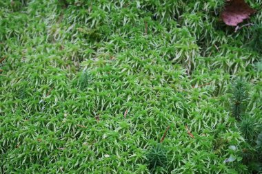 Açık yeşil sphagnum yosunları yumuşak yastık benzeri minderler oluşturur, bataklıklarda ve ıslak ormanlarda büyür, dalları dallıdır ve ince yaprakları vardır..