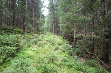 Kozalaklı ağaçlar, yosunlar, genç bitkiler ve devrilmiş ağaçlarla kaplı dağ ormanı yamaçları doğal ormanı ve vahşi doğayı gösteriyor..