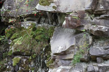 Yosun ve yosunlu bir yamaçta gri ve açık kahverengi taşlar. Çilekli küçük çalılar doğal kaya yüzeyinde canlı bir aksan oluşturur..
