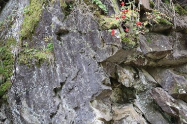 Rocky cliff with large gray boulders and cracks, covered with moss and vegetation. A rowan bush with bright red berries grows at the top.