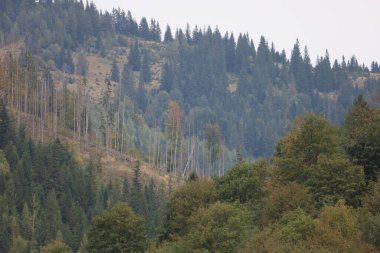 Yoğun yamaçlarda ormanları olan sonbahar manzarası. Yeşil, sarı ve kahverengi yapraklar, ışık sisi derinlik ekler, kozalaklı ağaçlar vadiye hakim olur..