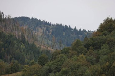 Mountain landscape with mixed trees on slopes, foliage in green, yellow, and brown. Light mist adds serenity and depth to the scene.