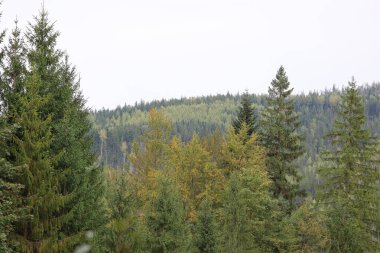 Sonbaharda orman manzarası. Uzun kozalaklı ağaçlar ve sarı yaprak döken ağaçlar yamacı kaplar. Bulutlu gökyüzü sakin, doğal orman atmosferi yaratır..