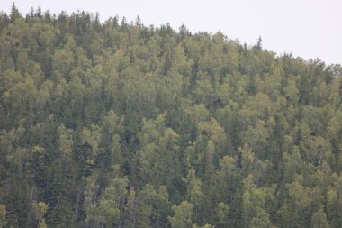 Karışık ormanlarla kaplı dik bir dağ yamacı. Kozalaklı ağaçlar ve yaprak döken ağaçlar sonbahar renklerini gösterir. Güneş ışığı yaprakların arasından süzülerek sakin bir doğal atmosfer yaratır..