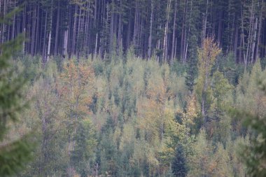 Tepe manzarası karışık ormanlarla kaplıydı. Uzun kozalaklı ağaçlar ve yapraklı ağaçlar zıtlık yaratır. Düşen yapraklar ve güneş ışığı sonbahar ormanlarının güzelliğini arttırır..