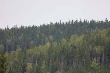 Yoğun karışık ormanlarla kaplı dik yamaçlar. Güneş ışığı sarı ve yeşil yaprakların arasından süzülür, kozalaklı ağaçların dokusunu renklendirir..