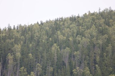 Mountain covered with mixed forest of conifers and deciduous trees. Autumn yellow leaves visible among green foliage.
