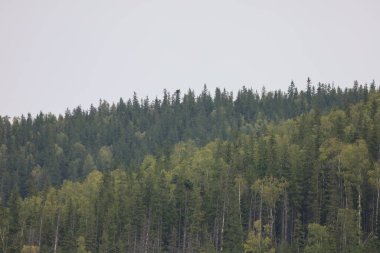 Dağ yamacı karışık ormanlarla kaplı. Sarı sonbahar yapraklı kozalaklı ve yapraklı ağaçlar..