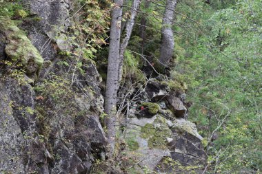 Yosun, liken ve küçük bitkilerle kaplı büyük kayalık bir uçurum. Bölgenin doğal güzelliğini vurgulayarak, birkaç ince ağaç doğrudan kayadan yetişir..