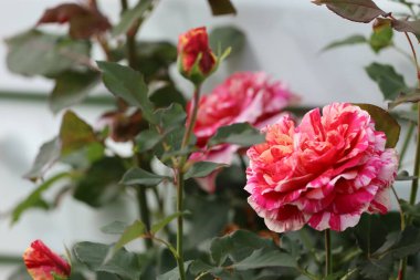 Double red and white striped rose with open flower and unopened buds on green foliage. Blurred background emphasizes the bloom.