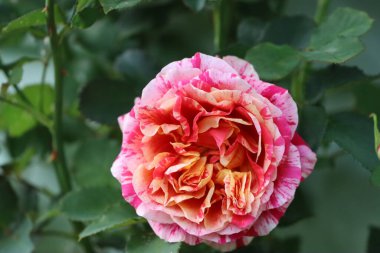 Macro view of large striped rose with pink, red, and white petals. Yellow-orange center, blurred green leaf background highlights the flower.